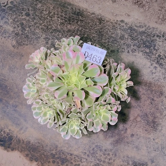 463白凤多肉植物