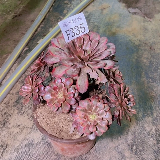 335紫霞仙子多肉植物