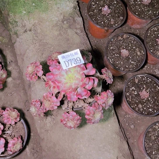 739舞天姬多肉植物