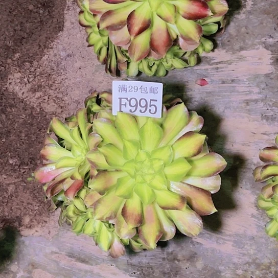 995韶华多肉植物