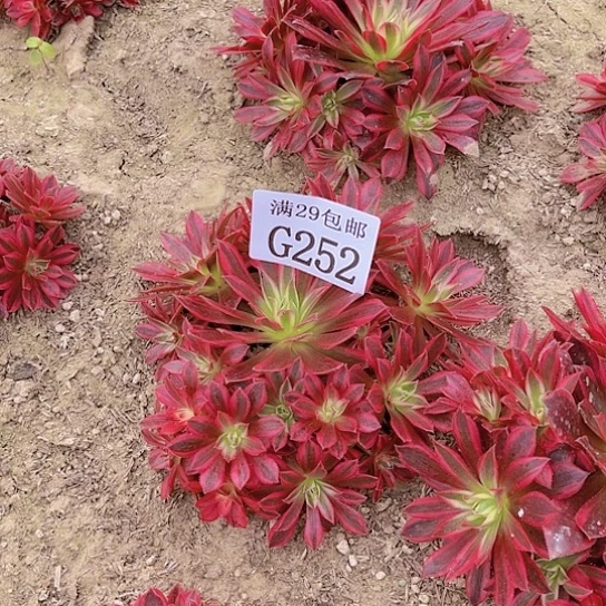 252凤凰锦多肉植物