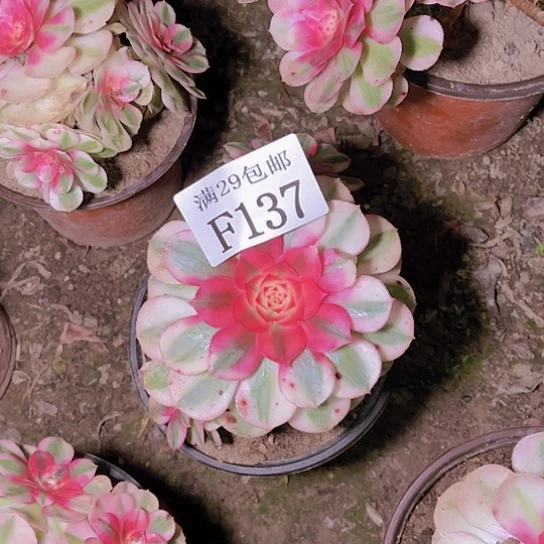 137倾城多肉植物