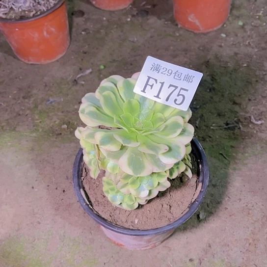 175金丝翡翠多肉植物