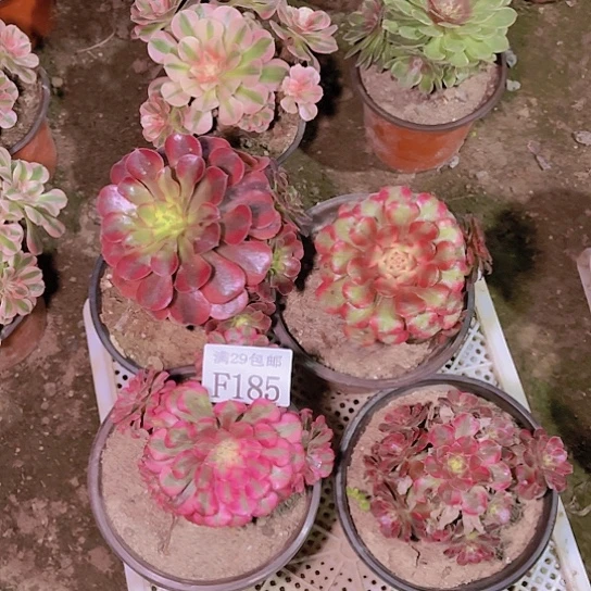 185  4颗多肉植物