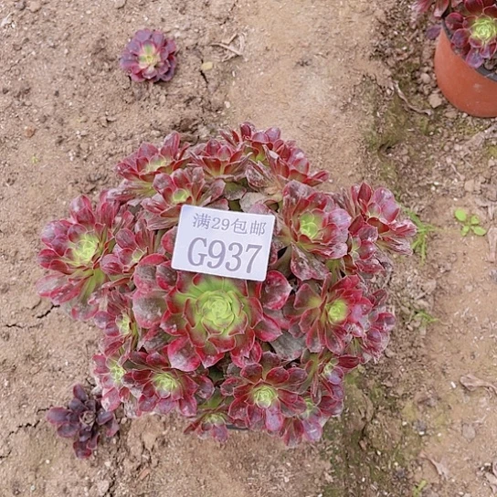 937安娜多肉植物