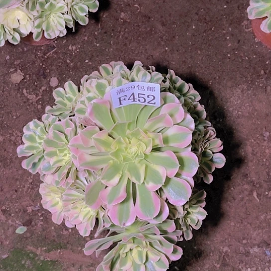 452白凤多肉植物