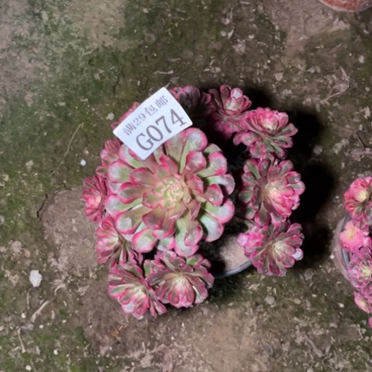 074红铜白多肉植物