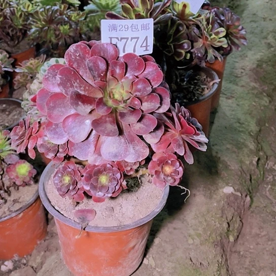 774美杜莎多肉植物