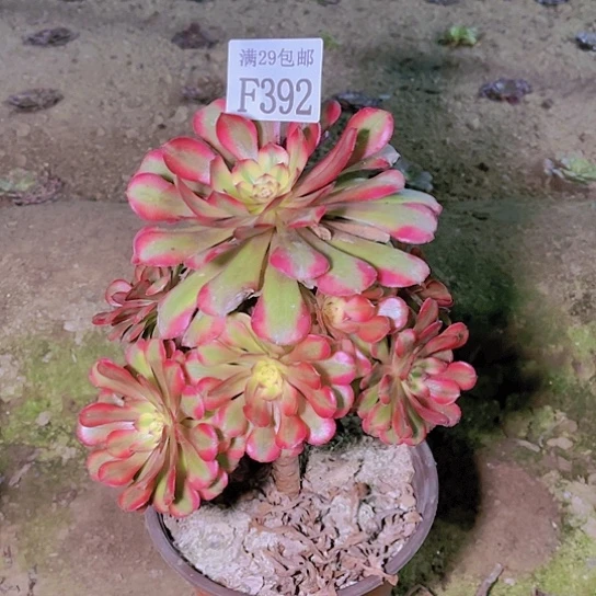 392月婵多肉植物