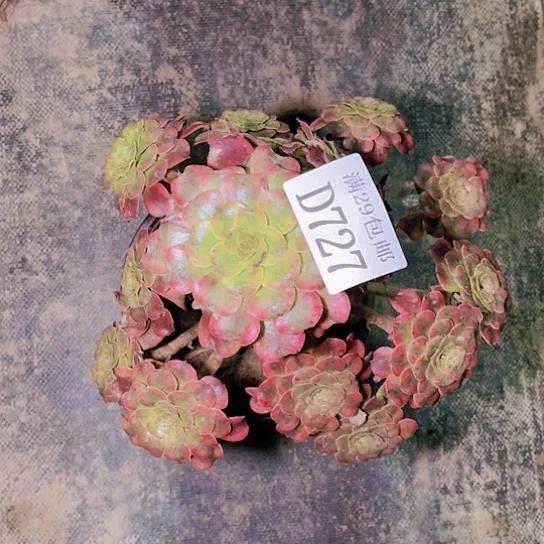 727维纳斯多肉植物