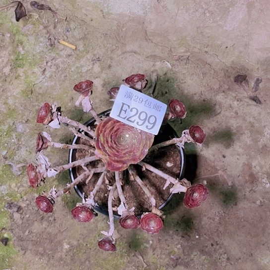 299魅金玫瑰多肉植物