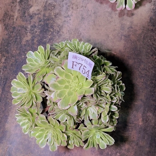 754碧浪多肉植物