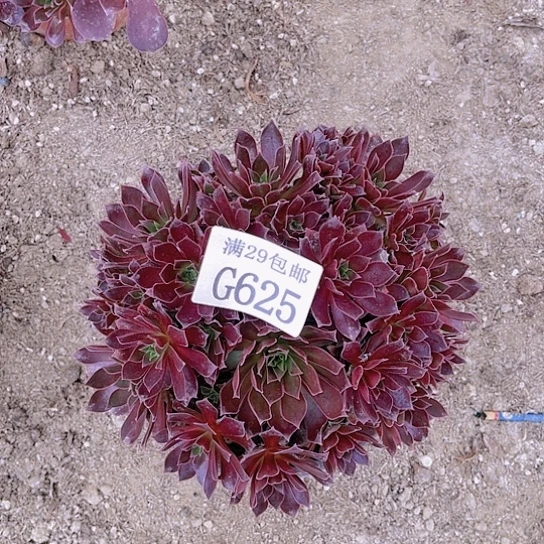 625凤凰多肉植物