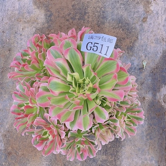 511白凤多肉植物