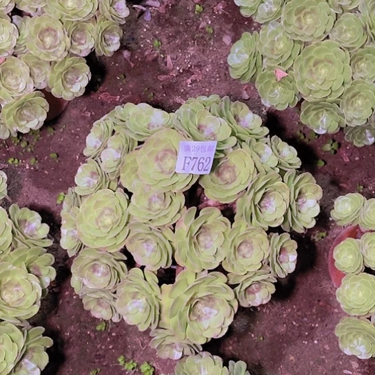 762万圣节多肉植物