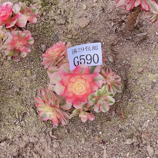 590倾城多肉植物