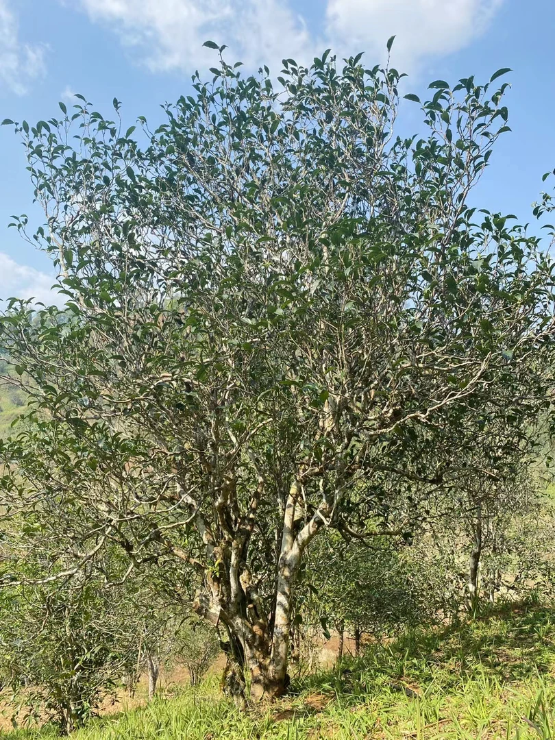 勐海曼糯古树生茶饼