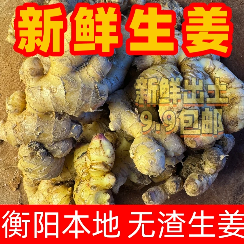新生姜衡阳本地生姜新鲜出土一斤装助农