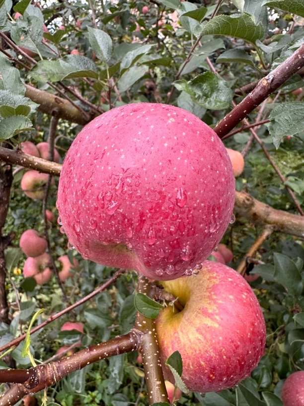 正宗云南昭通冰糖心红富士，不套袋，不打蜡