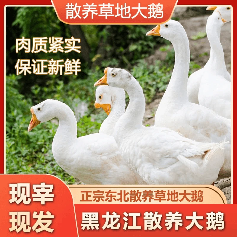 （顺丰冷链包邮）农村粮食散养吃青菜笨大鹅 肉质紧实150左右天大鹅