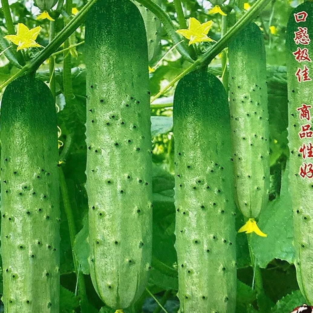 【种子】吉杂4号旱黄瓜籽