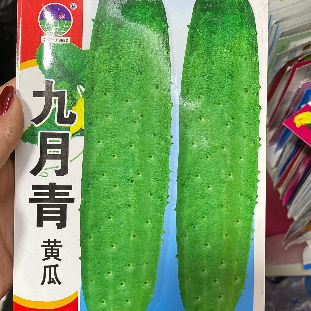【种子】鑫宇九月青黄瓜籽