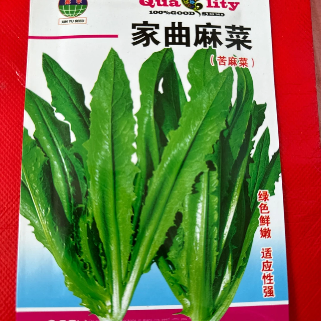 【种子】曲麻菜籽特价包邮