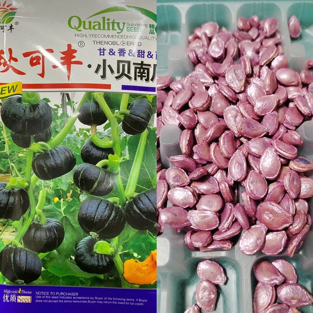 【种子】秋可丰小贝南瓜籽