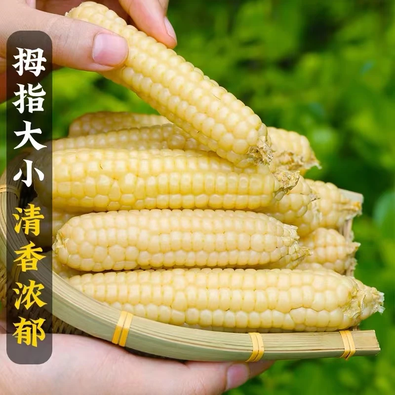 新货云南西双版纳拇指小玉米低脂代餐宝宝辅食真空装