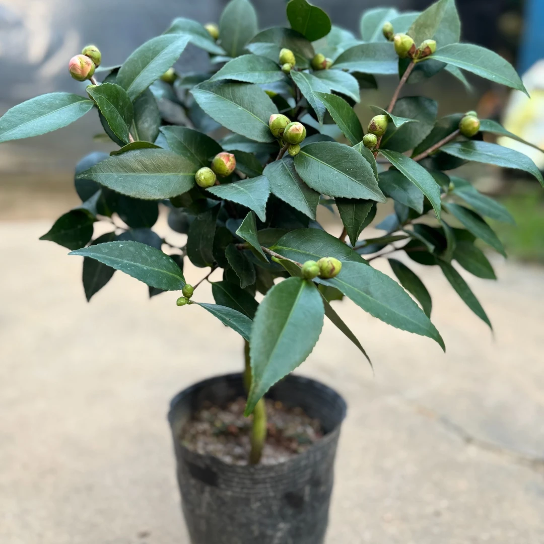 山茶花优选盆栽带花苞花卉开花植物室内花园庭院阳台好养茶花树苗