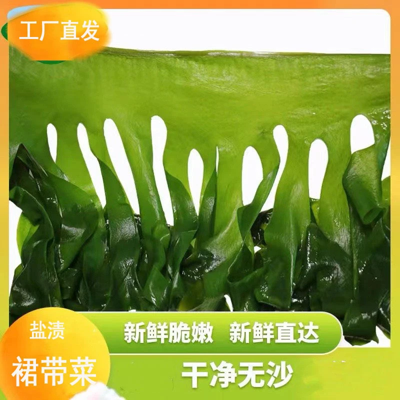 新鲜盐渍裙带菜 火锅裙带菜  带箱5斤翠绿脆嫩n1