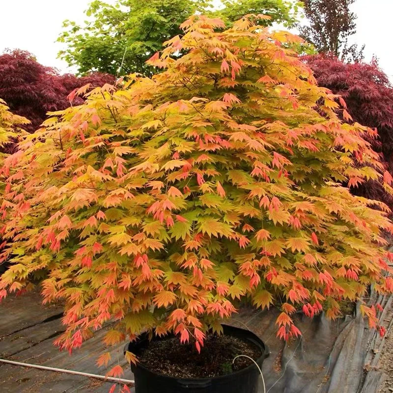 原生造景枫  流泉枫 鸡爪槭 稻叶羽毛枫