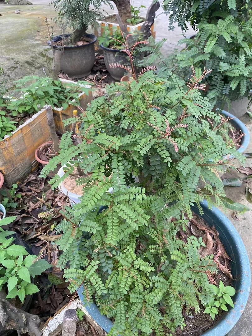 各种下山素盆栽地栽桩（一拍一物.与直播间为准）