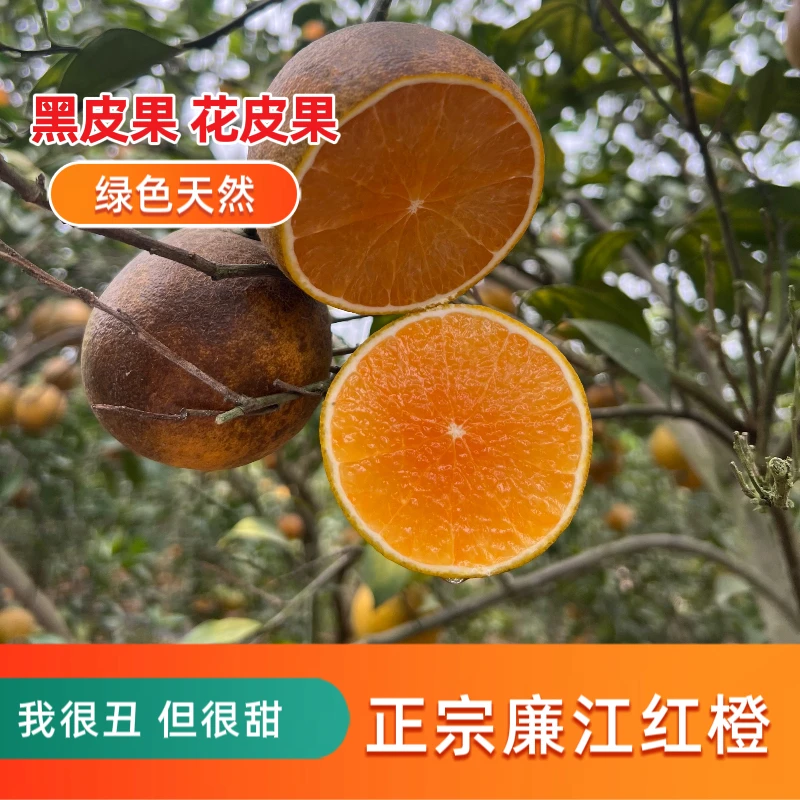 广东廉江红江橙黑皮花皮果皮薄肉厚汁多产地现摘10-20斤