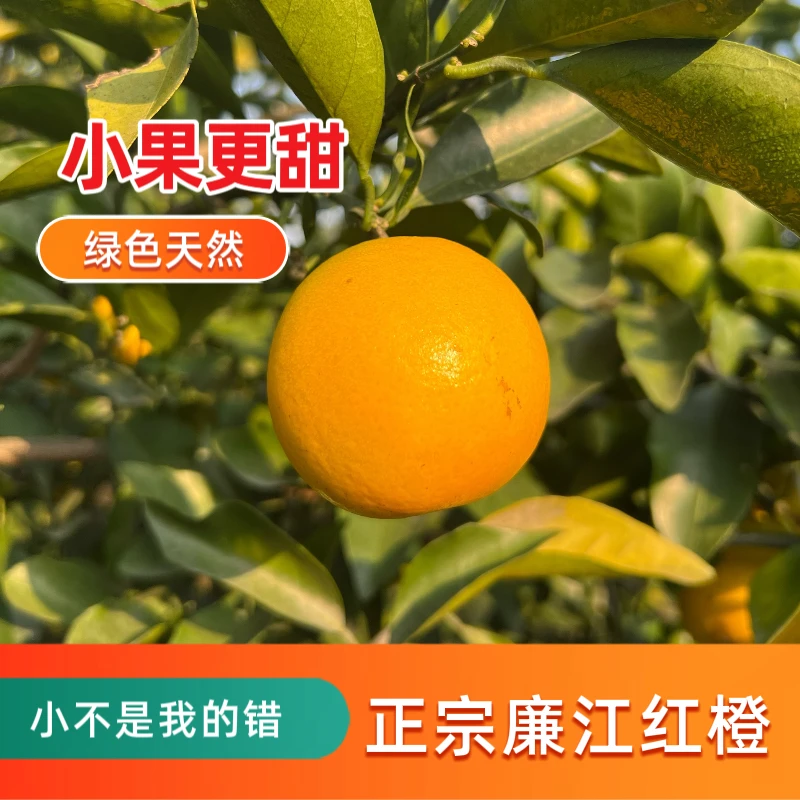 正宗廉江红橙鸡蛋果小果皮薄多汁新鲜现摘产地直发3-10斤