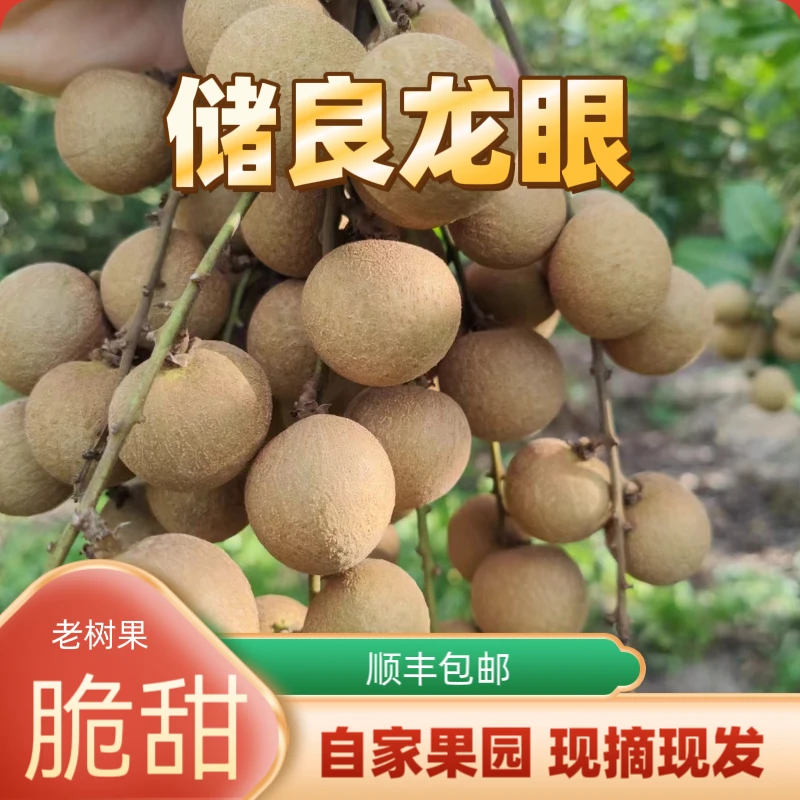 广东储良龙眼新鲜现摘脆甜可口肉厚脆甜