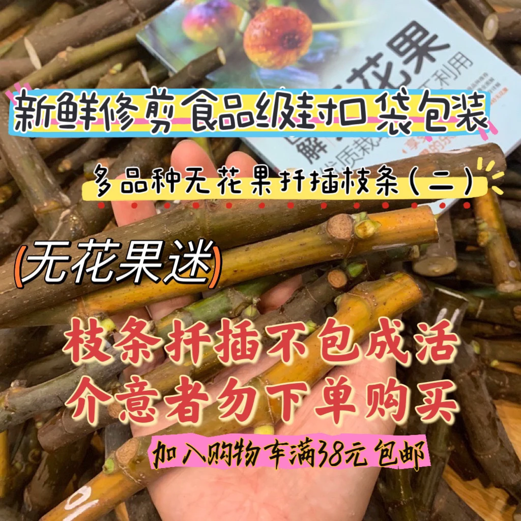 【无花果枝条二】无花果枝条切条不带根不包成活