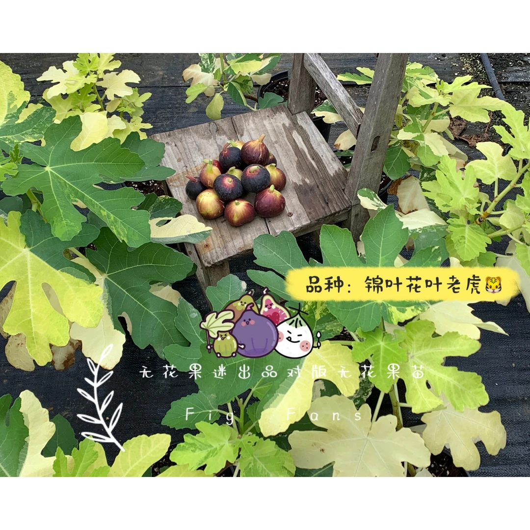 花叶锦化无花果（Camphor FIG）来自美国叶如虎斑纹