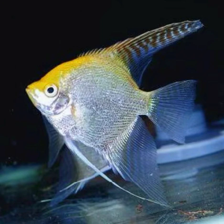 新疆包邮神仙燕鱼热带观赏鱼燕子鱼三色金头墨燕