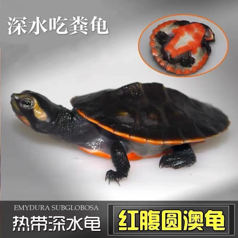 新疆包邮圆澳侧颈龟斑点龟火焰龟地图龟鳄鱼龟金头龟黄耳龟