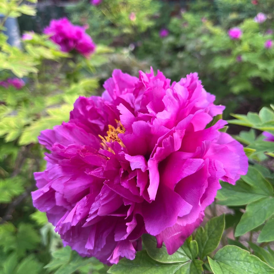 牡丹（魏紫）先发化肥，秋季发苗【尚品 花卉专营店】菏泽种植基地直发