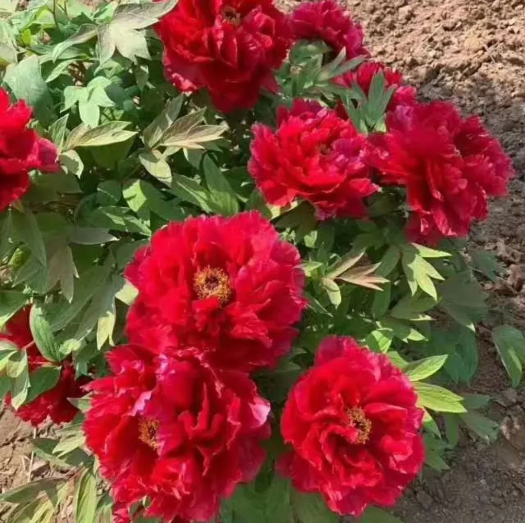 牡丹【红宝石 先发化肥10天左右发苗 7到八年苗绿植【菏泽基地直发】