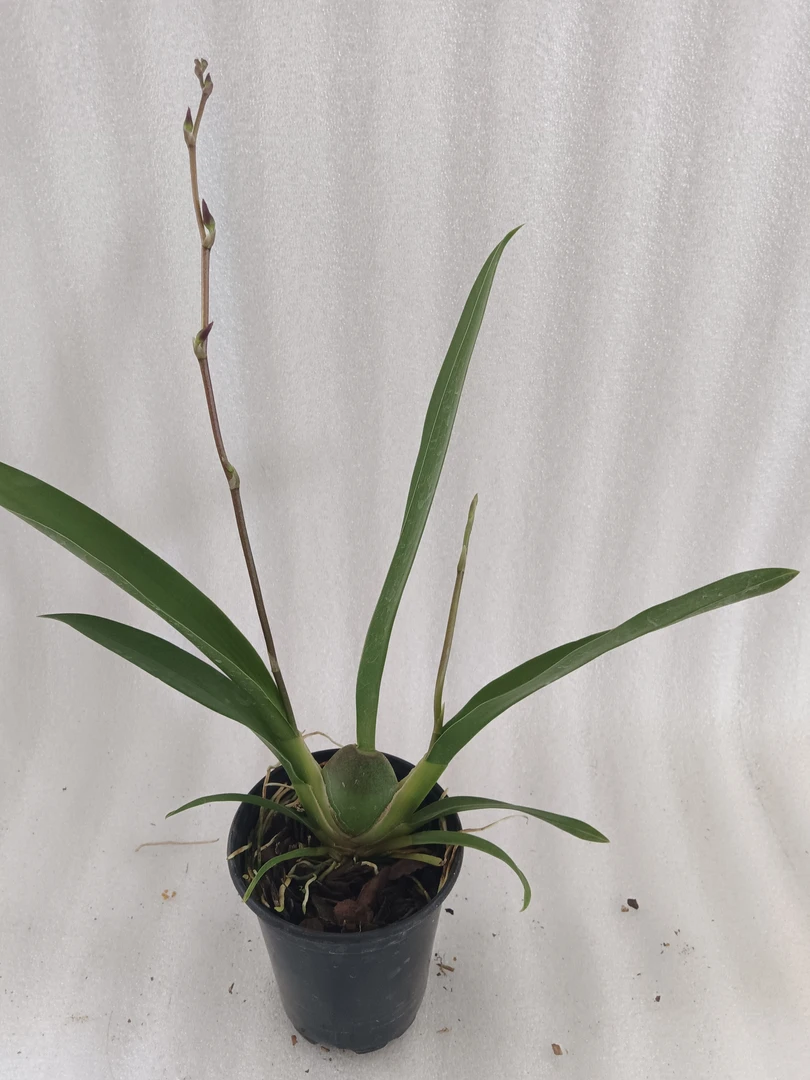 高端盆栽惠心兰盆栽/豹班宝石