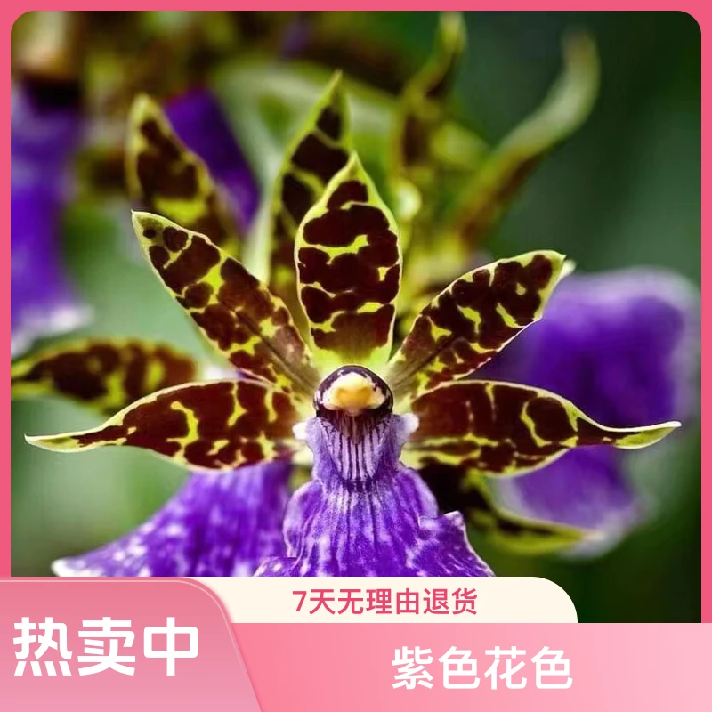 桌面款紫香兰盆栽