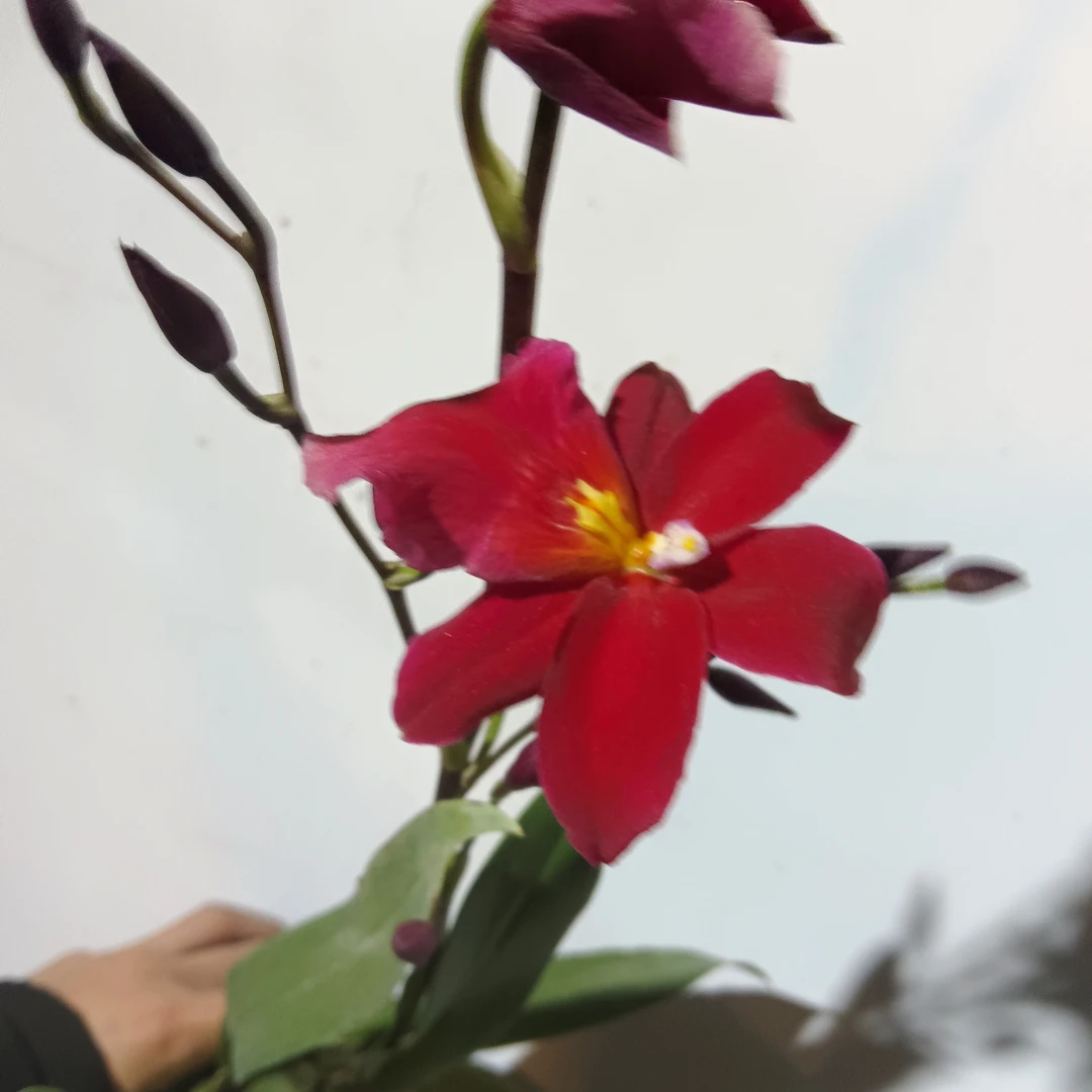 火焰慧心兰 H2/腊质花瓣