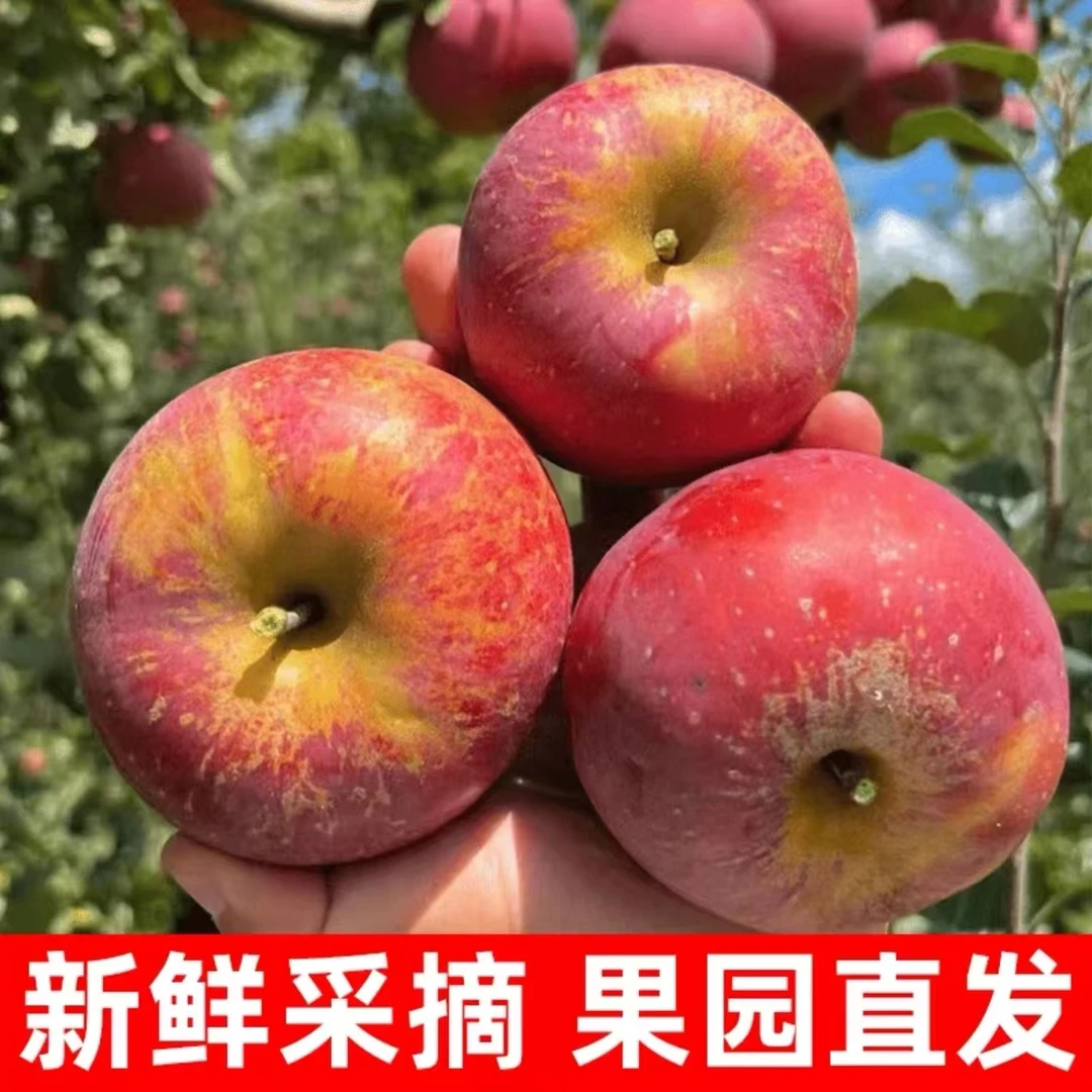 【云南昭通-现摘现发】高原丑苹果|坏果包赔|糖心脆甜多汁|头茬鲜果