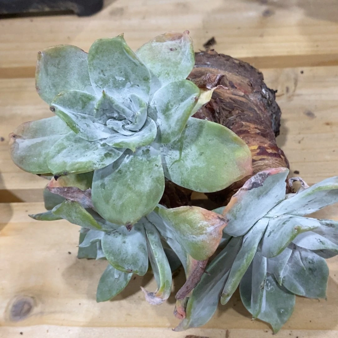 新潮澎湃  普芙拇指 11.4