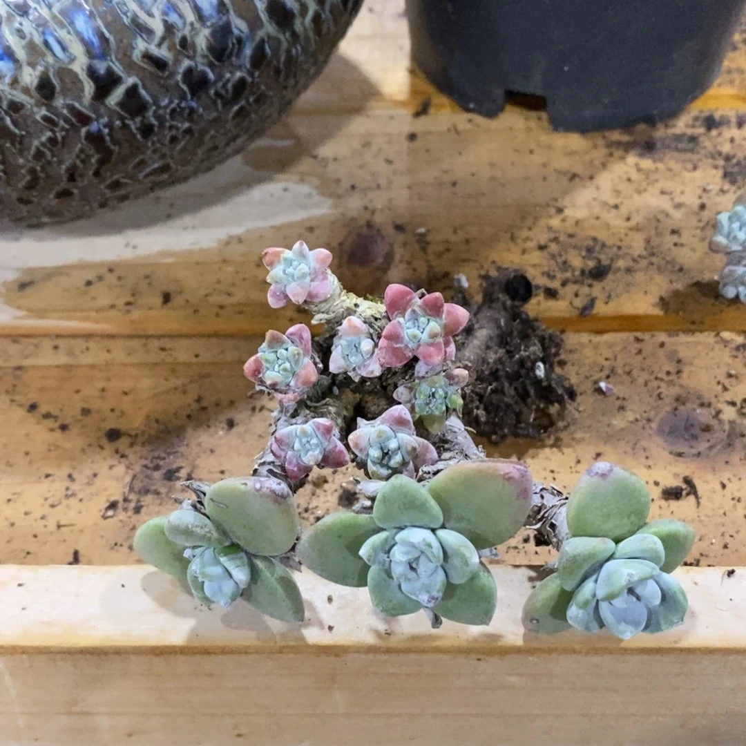 春预 10.21 一个格诺玛  一个苹果叶