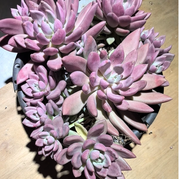 新大桃花源280杯 新手必备 好看好养 多肉植物 昆明发货