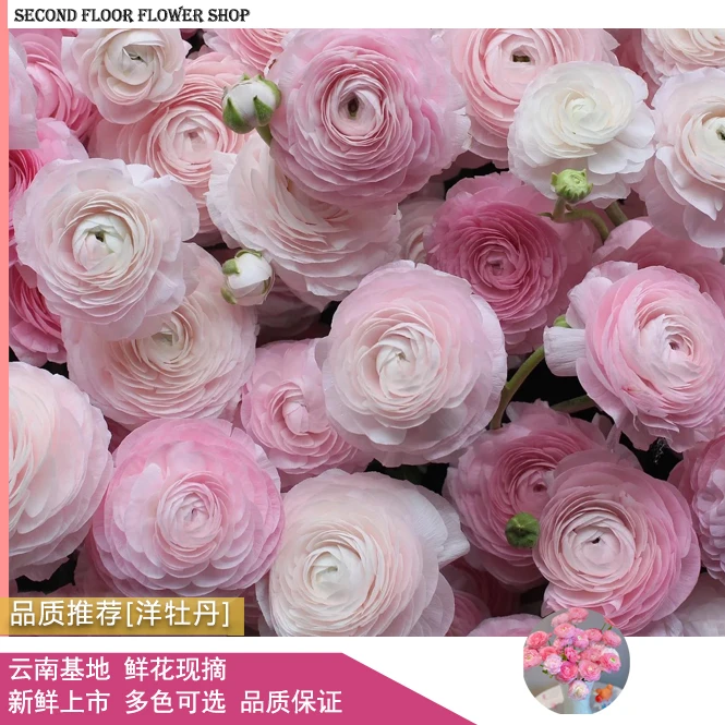 云南基地直供洋牡丹 新手推荐入门鲜切花 应季花材冬日精灵